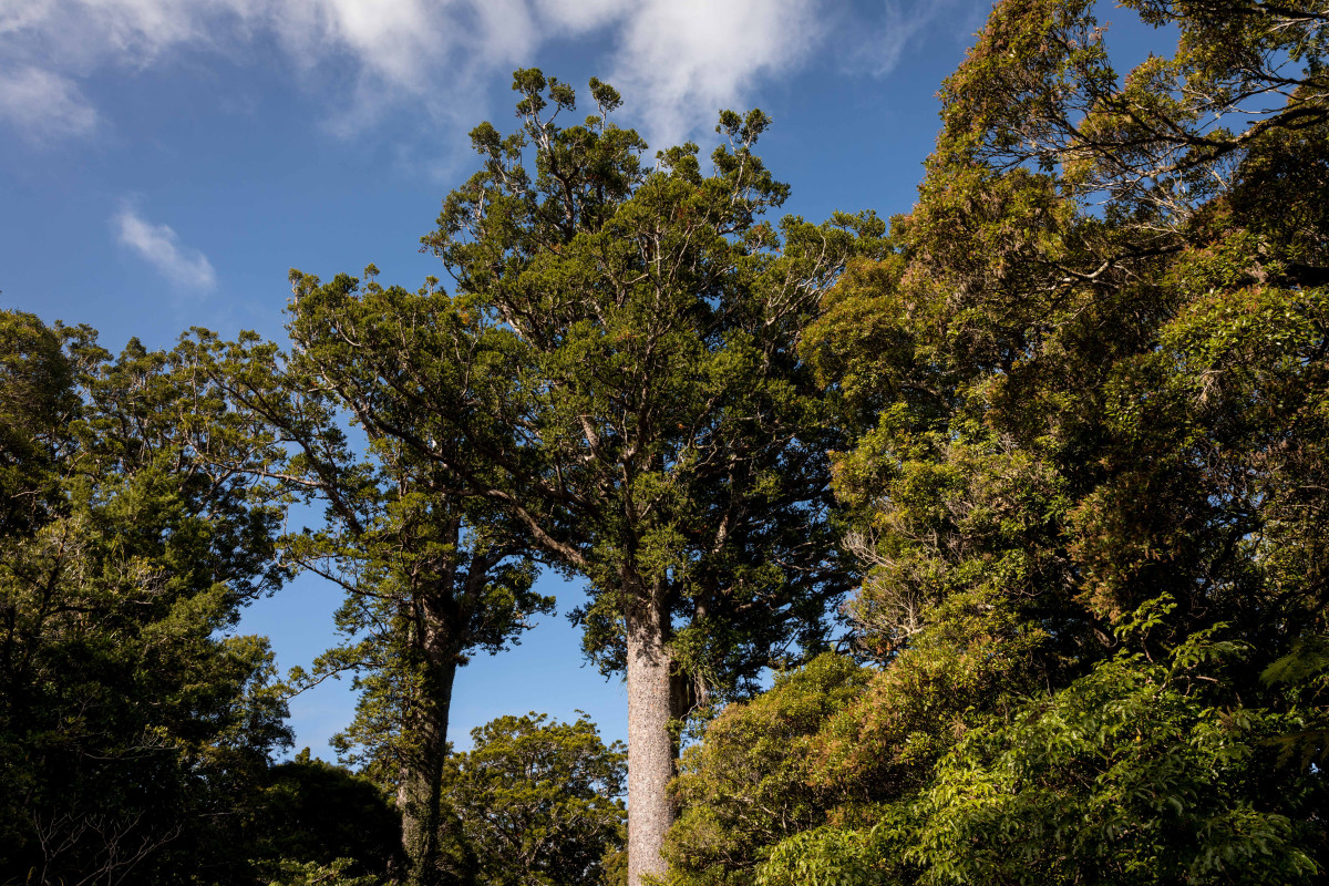 Frequently Asked Questions Tiakina Kauri