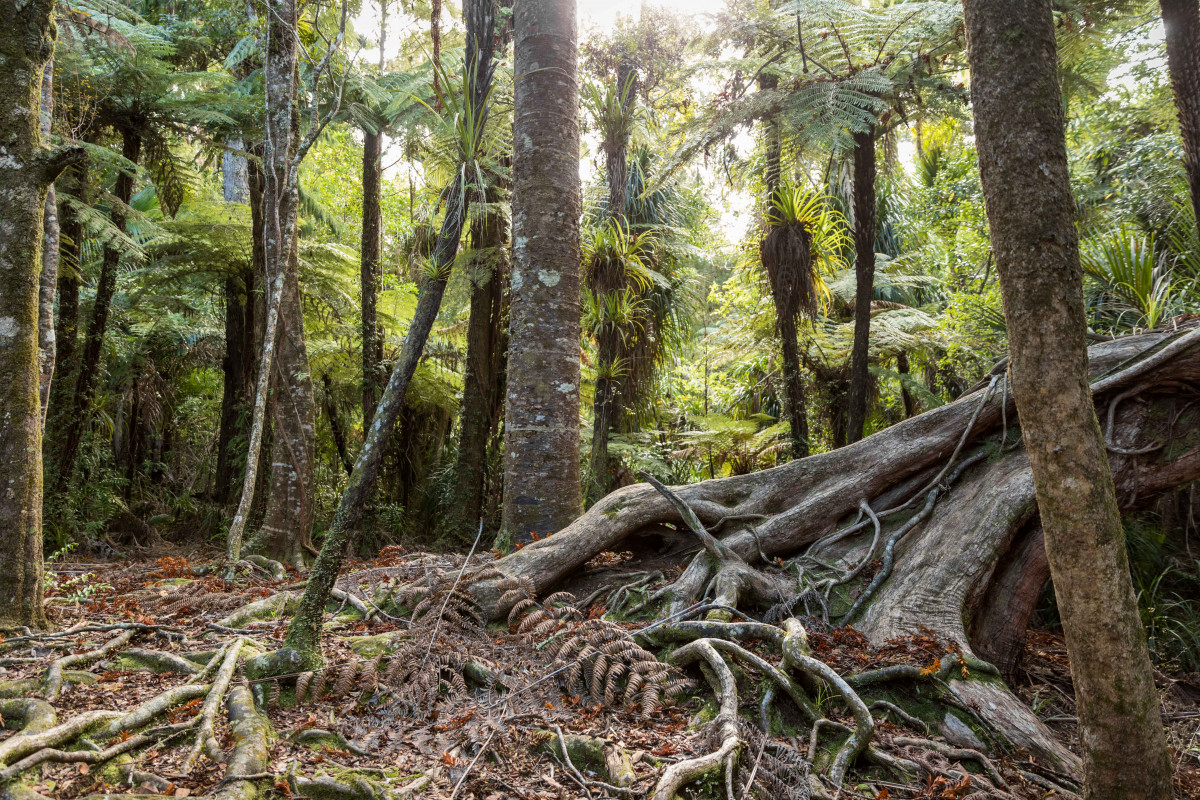 National Plan rules Tiakina Kauri