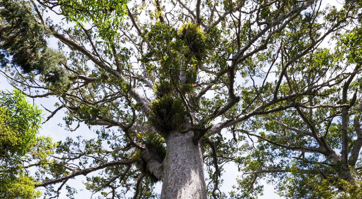 About our research database Tiakina Kauri