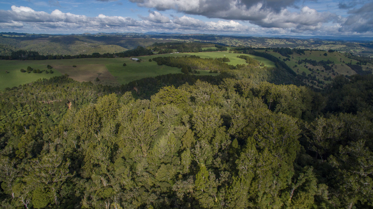 Kauri and disease distribution Tiakina Kauri