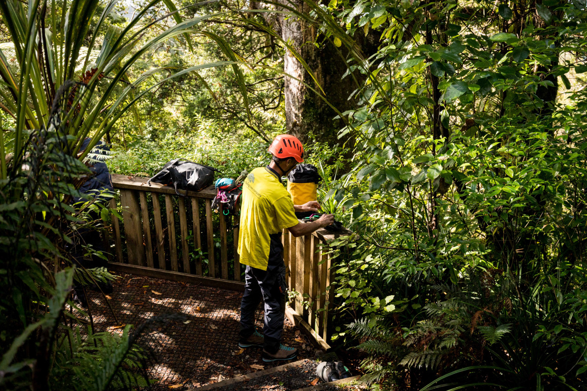 Best practice guides Tiakina Kauri