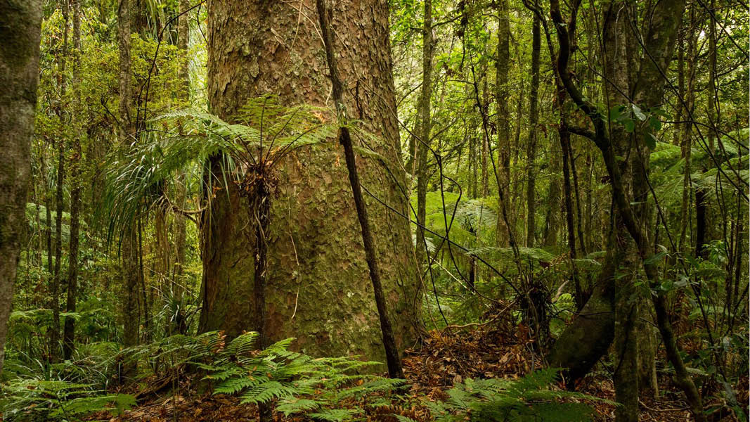 Kauri forest
