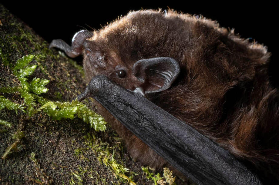 Pekapeka-tou-roa | long-tailed bat on a log