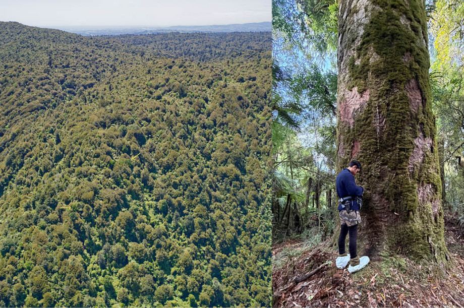 Left: aerial imagery of Kaimai Mamaku Conservation Park. Right: Person stands under Kauri tree taking measurements and doing tree health assessment