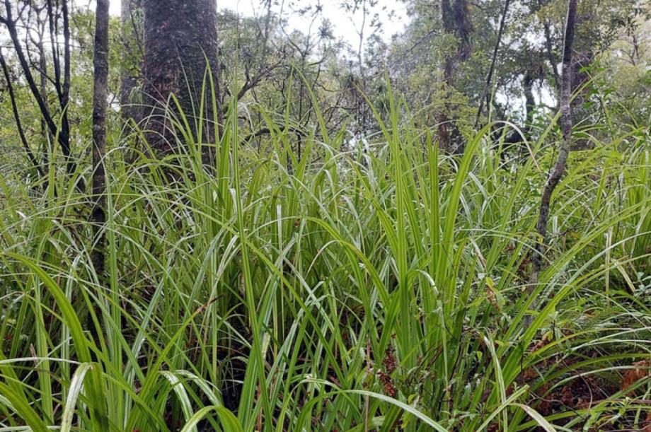 Kauri grass (Astelia trinervia)