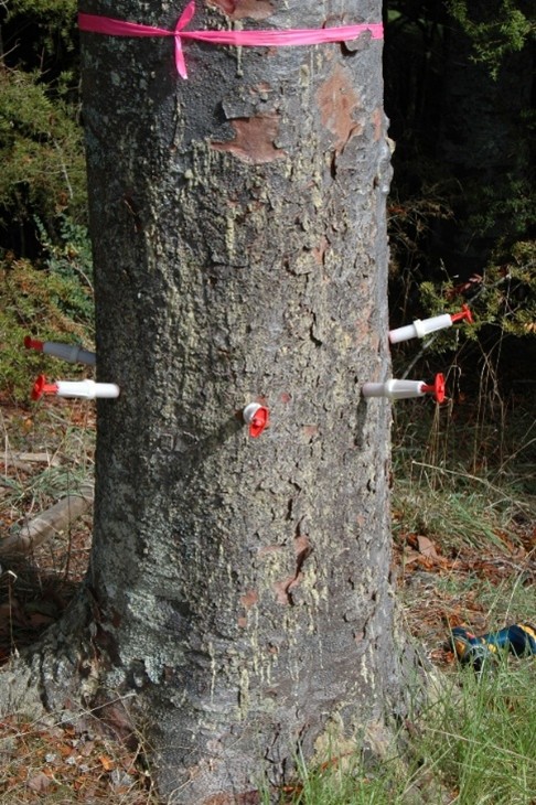 A Kauri tree with syringes coming out of the trunk