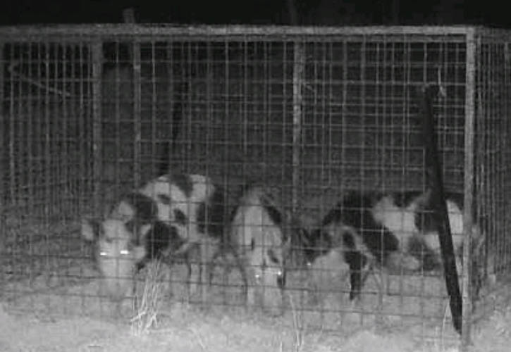 Three pigs caught in a trap