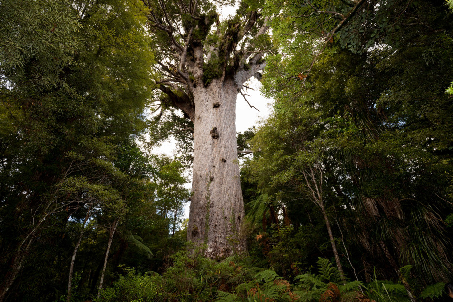 Large kauri tree standing in forest.
