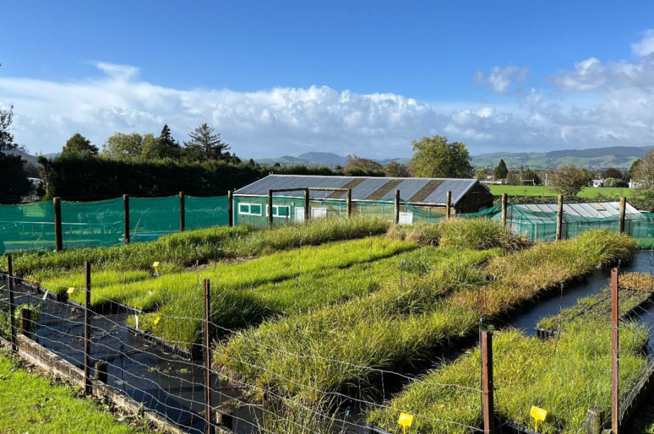 Healthy plants at Waihi Nursery - Credit Waikato Regional Council