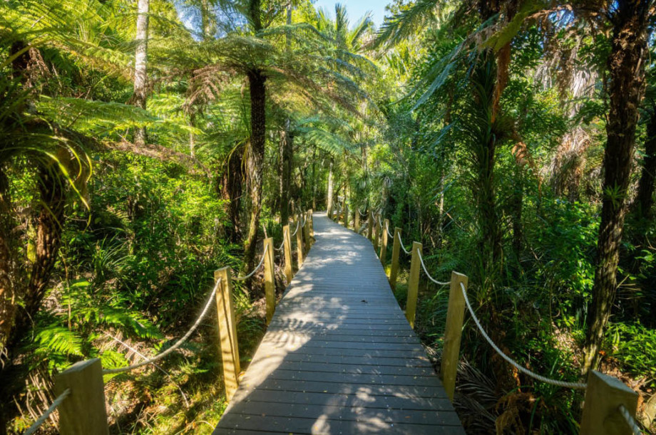 Boardwalk in a forest
